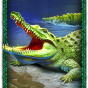 Crocodile img