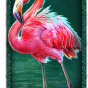 Flamingo img